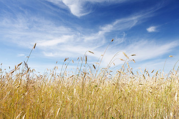 Obraz premium wheat field