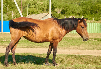 Fototapeta premium Brown horse 