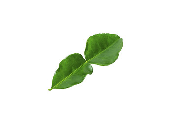 Naklejka na ściany i meble Bergamot leaf on the white background.