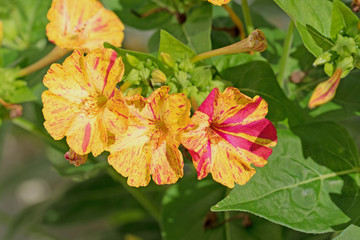 Wunderblume, Mirabilis jalapa