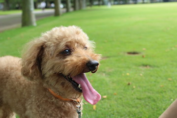 トイプードル　顔　アップ　緑　芝生