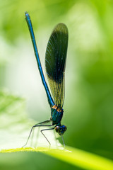  Dragonfly on grass