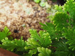 Green hard structure spread fern leaf plant bush border, with blurred brown grainy leaf background