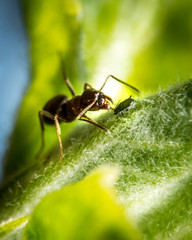 Ant and aphid