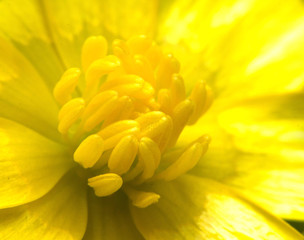 yellow flower macro photography