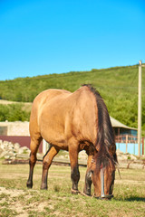 Obraz premium bay horse 