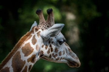 Head of Rothschilds giraffe