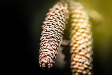 Catkins of birch