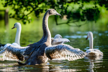Swan on river