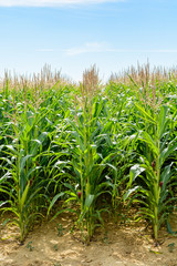 Front view of rows of ripening corn in a field under a pale blue sky in the countryside.