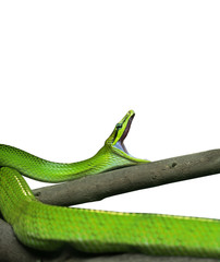 Obraz premium Red-Tailed Green Ratsnake Yawning on White Background, Clipping Path
