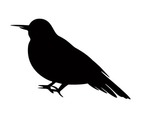 Bird Silhouette crow