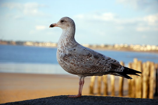 Speckled Seagull on the shore of the English Channel, Brittany, France 