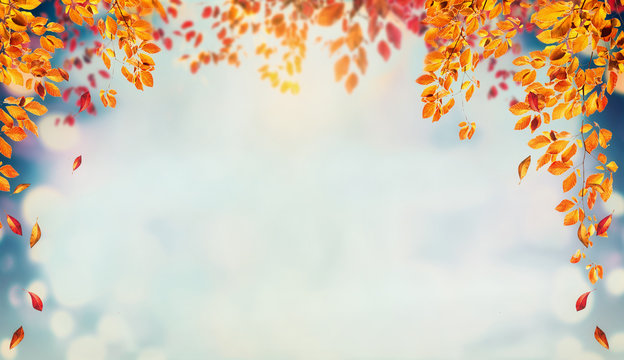 Beautiful autumn foliage background with brunches and falling tree leaves at sky  with bokeh