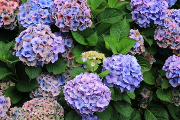 Hydrangea