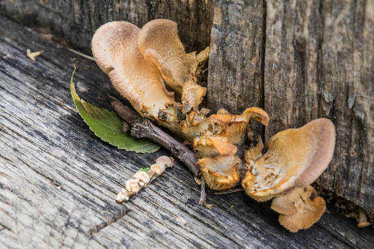 Mushrooms families on old sawn wood trunk 
