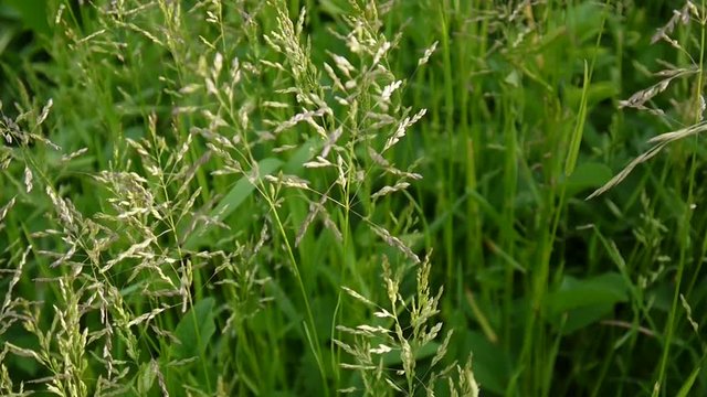 Common meadow grass in a field Poa pratensis. Conical panicles The plant is also called Kentucky bluegrass.