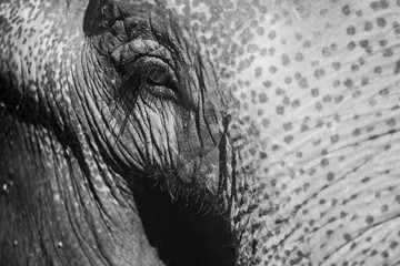 Elephant eye in Black and White