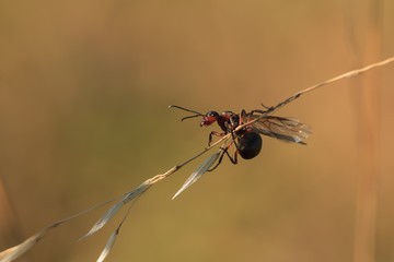 Mrówka, start do lotu godowego