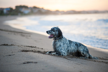 English Setter playing on the beach
