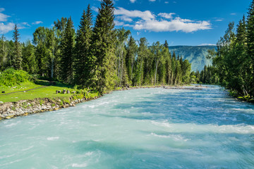 Fast water stream in mountain river with coniferous forest, Altai republic, Siberia, Russia