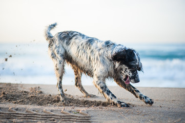 English Setter playing on the beach