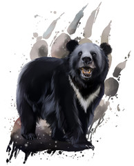 Black bear with white chest watercolor painting