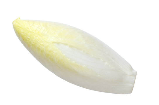 Belgian endive from above isolated over white. Cultivated chicory, also known in Dutch as wiltoof or witlof, meaning white leaf. Small head of cream colored bitter leaves. Macro food photo.