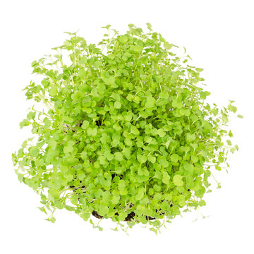 Rocket salad, fresh sprouts and young leaves from above on white background. Edible salad vegetable and microgreen. Also known as arugula, rucola or rugula. Cotyledons of Eruca sativa. Macro photo.
