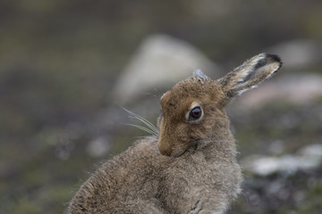 mountain hare