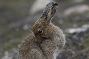 mountain hare © Paul