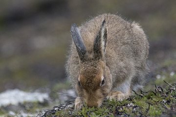 mountain hare