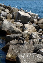 M&ouml;ven auf Steinen im Meer