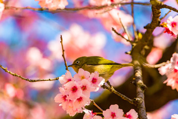 Obraz premium The Japanese White-eye and cherry blossoms. Located in Tokyo Prefecture Japan.