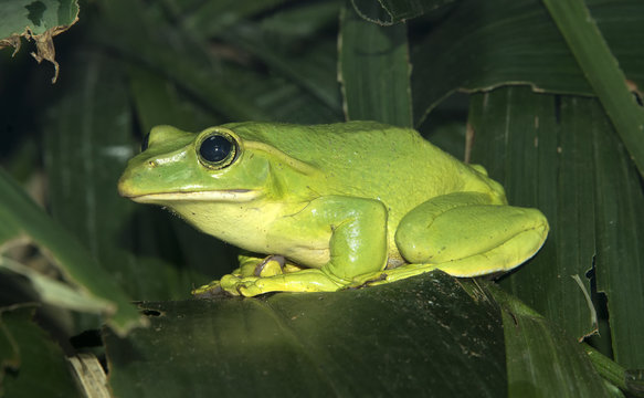 Feae's Flying Frog