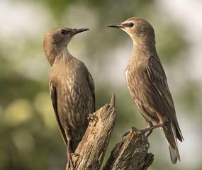 Juvenile Starlings