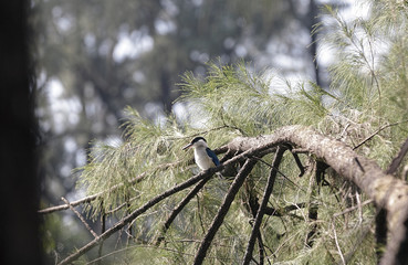Kingfisher on a tree branch,Selective focus, shallow depth