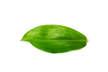  leaves isolated on white background.
