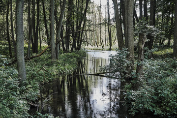 A small river flowing through a thick, deciduous forest in Poland.