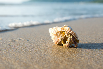 Fototapeta na wymiar Hermit crab on tropical beach.