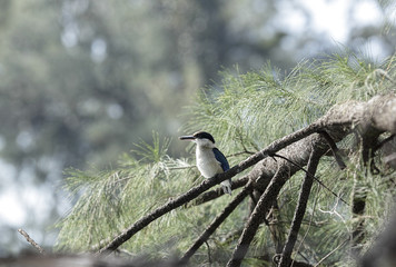 Kingfisher on a tree branch,Selective focus, shallow depth