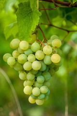 Grapes