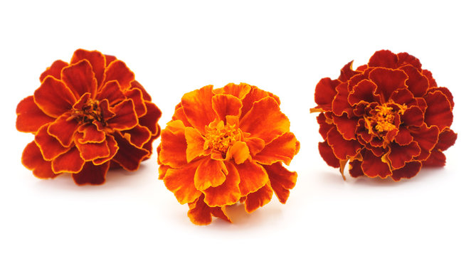 Bouquet of marigolds.