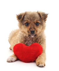Puppy with toy heart.