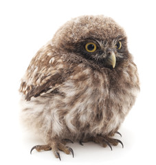 Young owl.