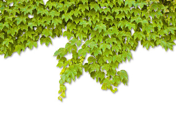 Green ivy on white background for easy selection