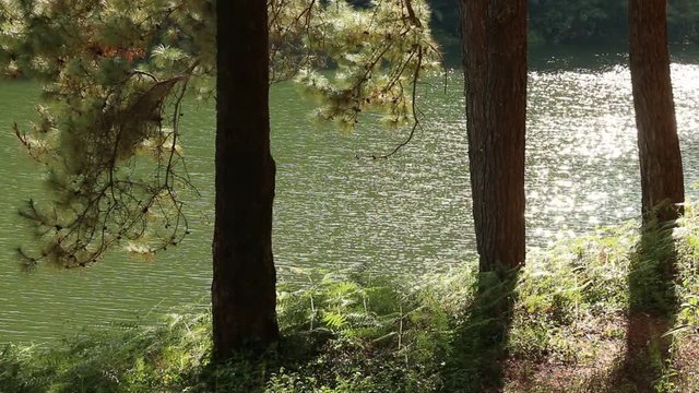 lake with pine forest at riverside