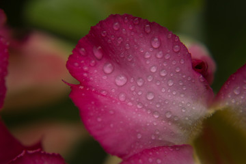 water drop on pink Petals