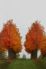 Naklejka premium Treeline in Autumn