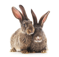 Two rabbits.